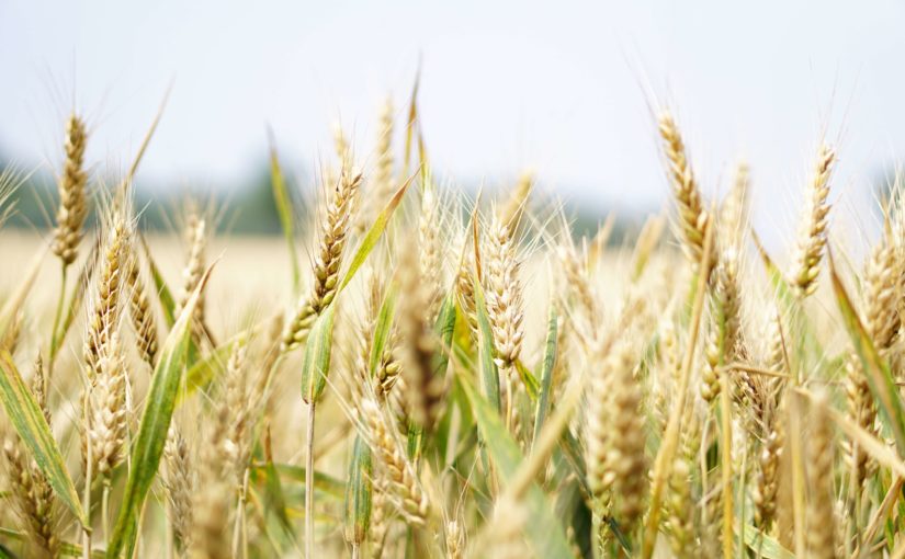 Je pšeničný škrob bezlepkový?
